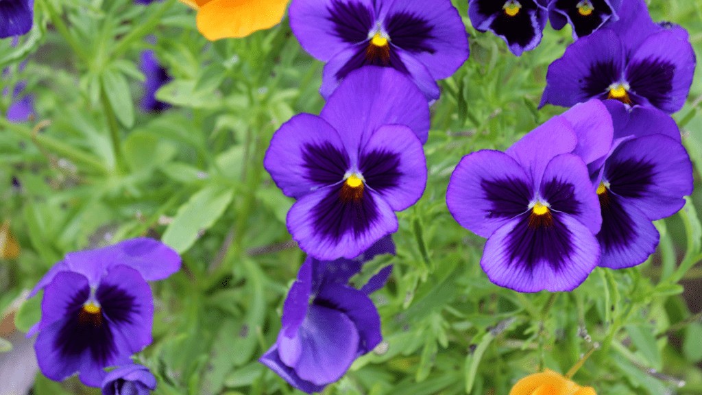 'Matrix Blue Blotch' (Viola x Wittrockiana)