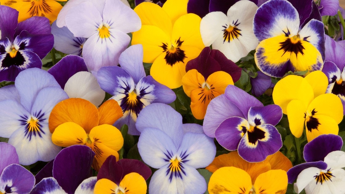 Pansies