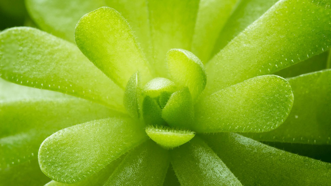 Pinguicula Butterwort