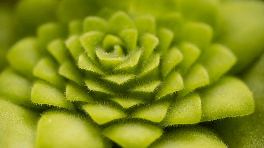 Pinguicula Moranensis