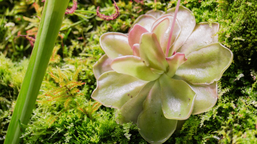 Pinguicula Tina