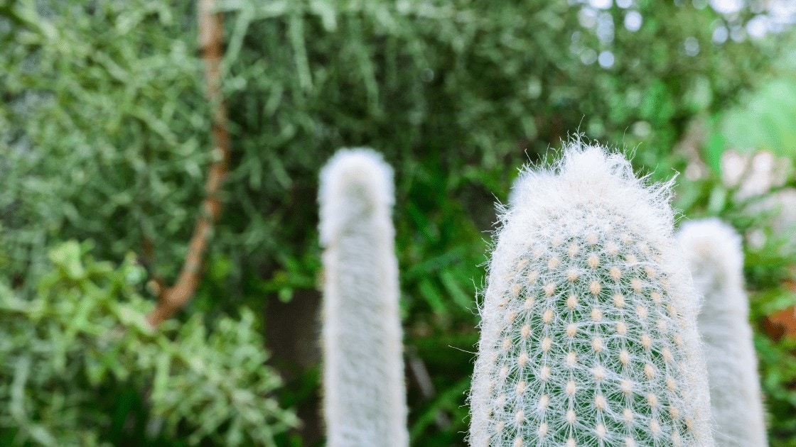 Opuntia Snow