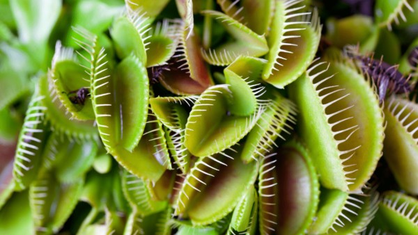 Venus flytrap