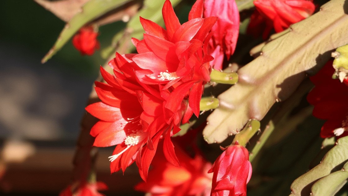 Zig zag cactus flower