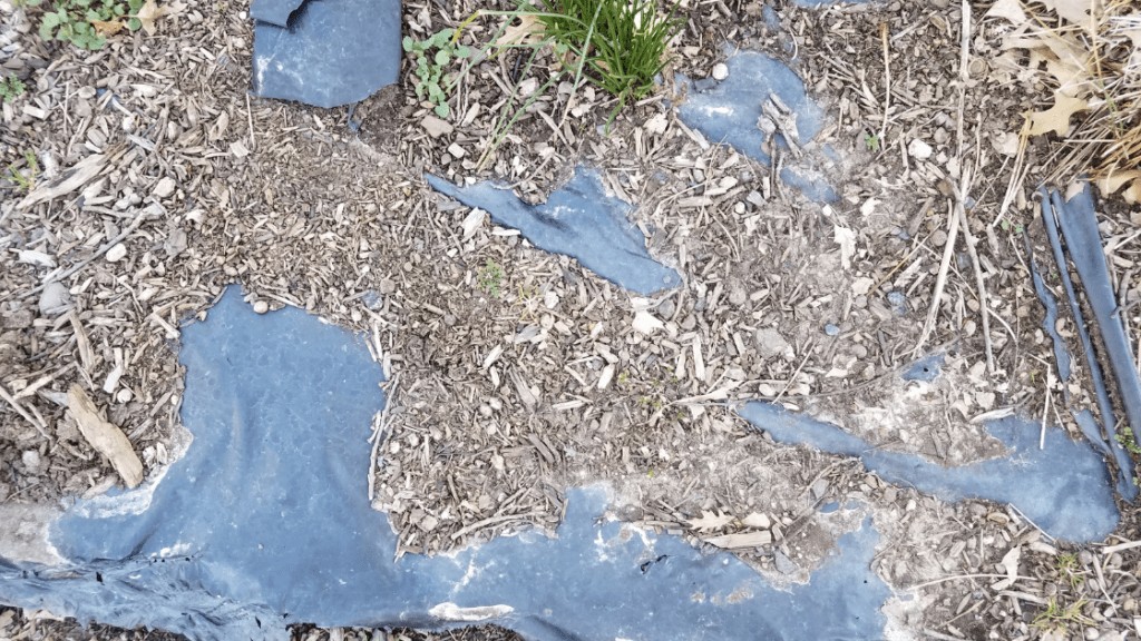 dried up mulch 