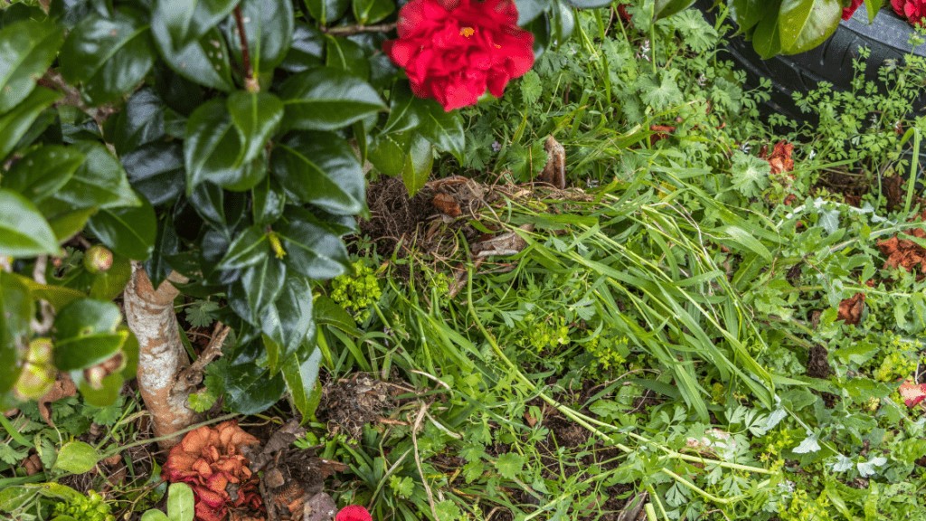 Weeds in mulch