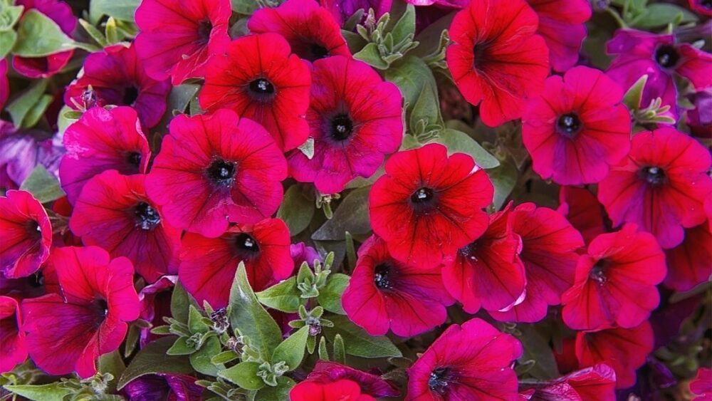 Red Petunia