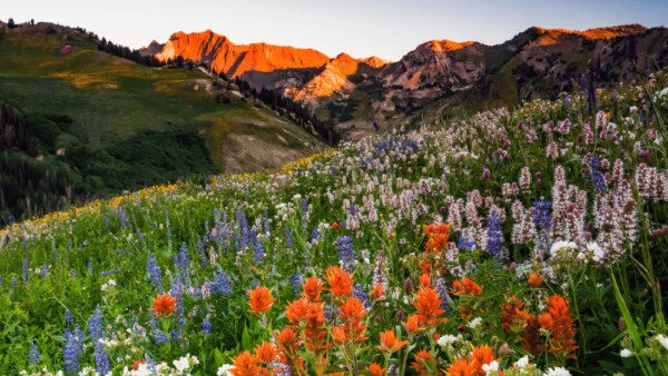 wildflower field