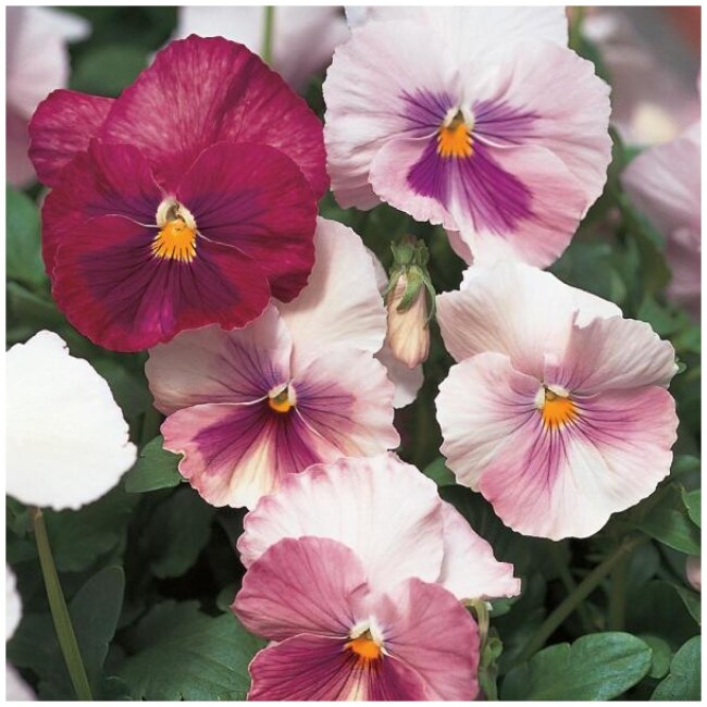 2.5 Qt. Pink Pansy Plant