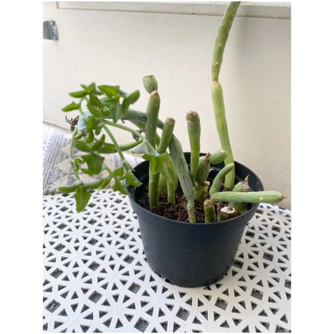 Large senecio articulates "candle plant"