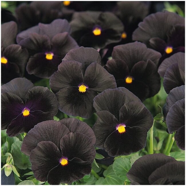 Outsidepride Black Pansy Flower Seed - 1000 Seeds