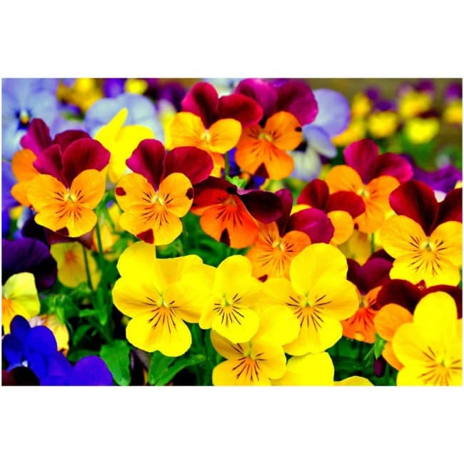 Pansy giant mixed seeds