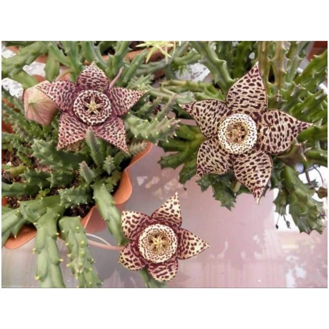 Stapelia Orbea - Carrion flowers - star cactus - Starfish Plant - 2.16''(5.5cm) potted