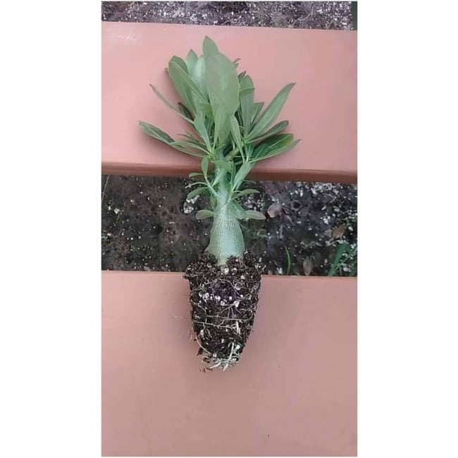 1 Multi Branch Adenium Obesum/Desert Rose Plant. 6-8 inch height