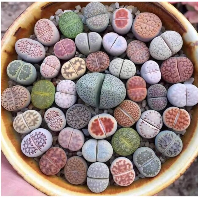 2.5" Pot of Lithops Rock Live Stone Split Rock Succulent Plant