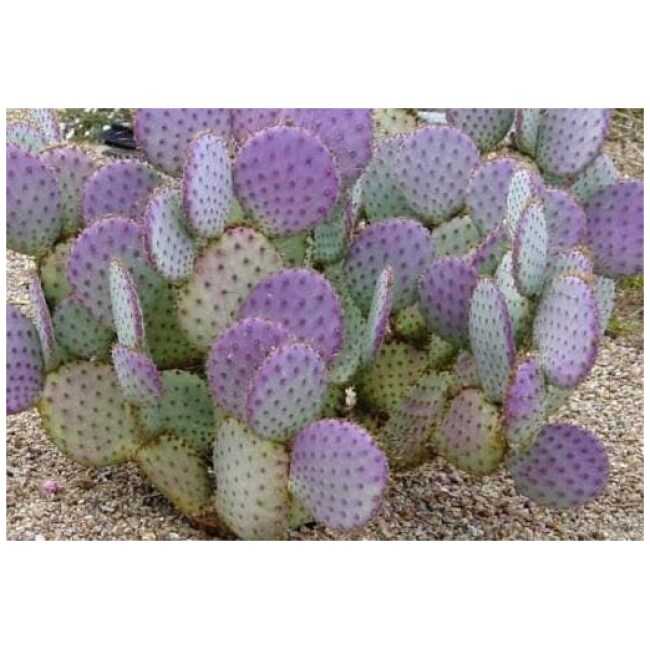 3 Violet Prickly Pear (Opuntia gosseliniana) pads.