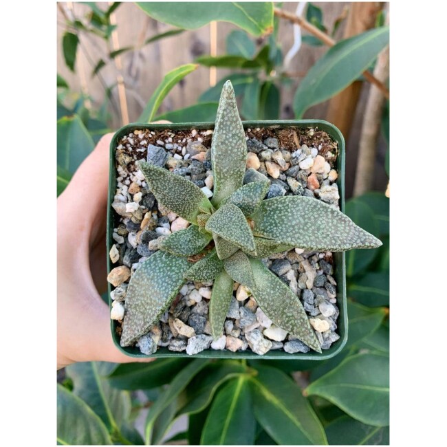 4" Aloinopsis Rubrolineata