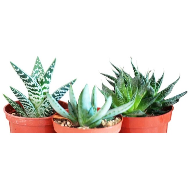 9GreenBox - 3 Different Aloe Plants - Easy to grow/Hard to Kill! - 3" Pots Live Plant Ornament Decor for Home, Kitchen, Office, Table, Desk -...