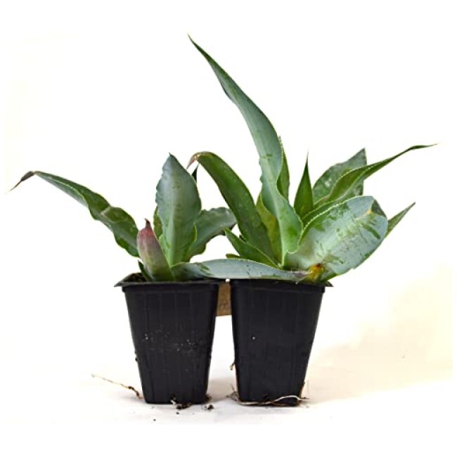 9GreenBox - Agave Vilmoriniana - Octopus Agave - 2 Pack