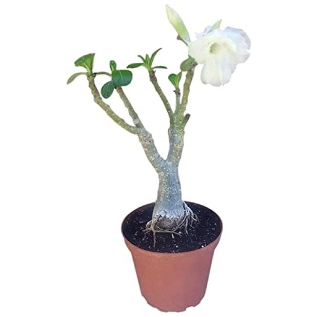 9GreenBox - White Angel Desert Rose Live Plant Ornament Decor for Home, Kitchen, Office, Table, Desk - Attracts Zen, Luck, Good Fortune - Non-GMO,...