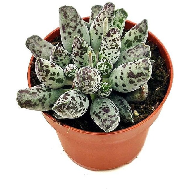 Adromischus cooperi Plover Egg Plant, crassula rare crassula, exotic plant 3 varieties HERE!!!