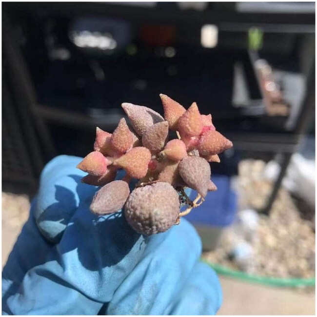 Adromischus marianiae v.alveolatus RSA Wolfberg 小辣椒 Rare Succulent Imported from Korea