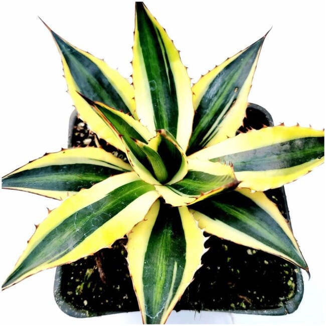 Agave lophantha 'Quadricolor' Goshikibandai