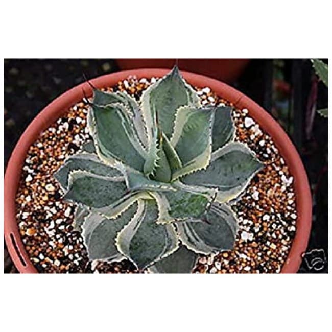 Agave potatorum Variegated, Rare Succulent Plant 4" Pot