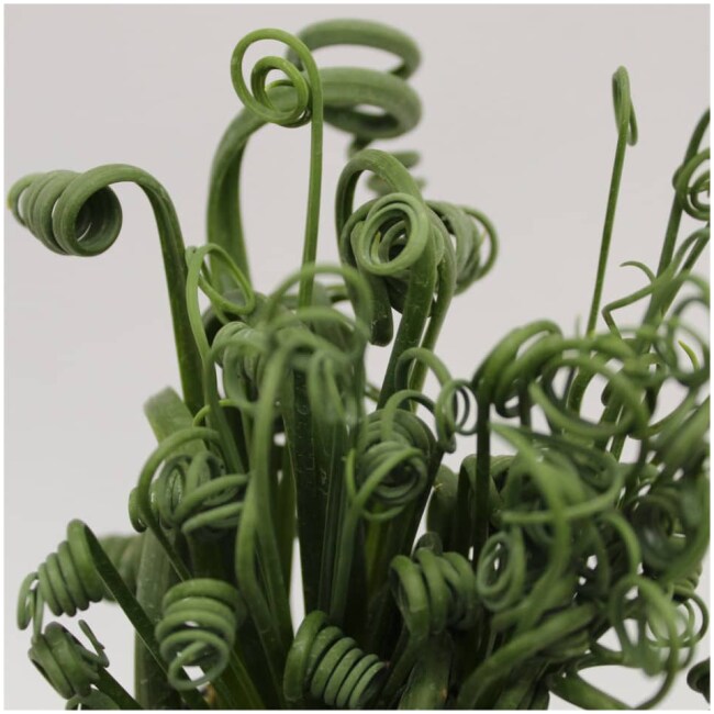 Albuca spiralis ‘Frizzle Sizzle – Corkscrew Albuca (4.5″ Pot)