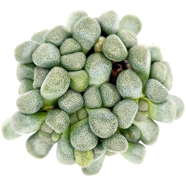 Aloinopsis Schooneesii Succulent for Sale | Succulents Care (3 inch)