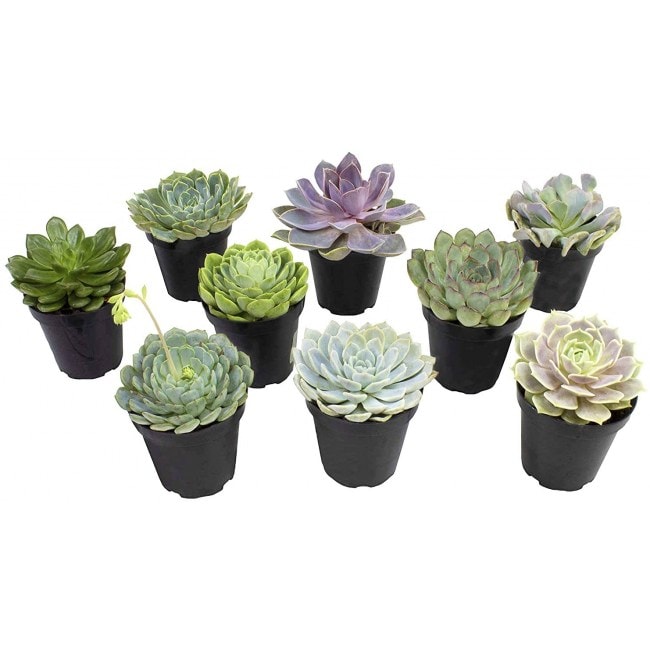 Altman Plants, Echeveria Succulents Live Plants (9 Pack) Assorted 3.5" Potted Succulents Plants Live House Plants in Cacti and Succulent Soil,...