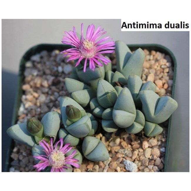 Antimima dualis / 20 seeds