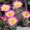 Antimima ventricosa / 20 seeds