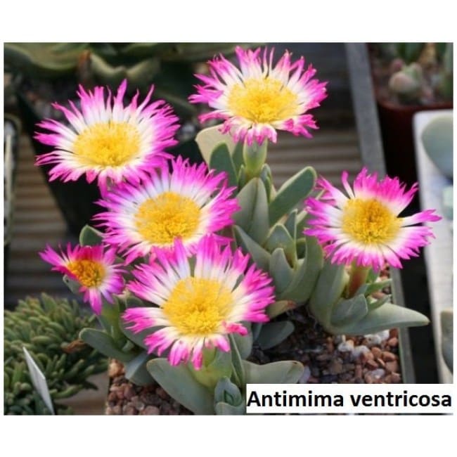 Antimima ventricosa / 20 seeds