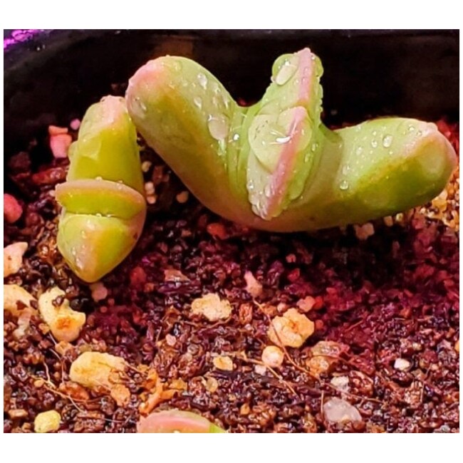 Bijlia cana 40 seeds Prince Albert Rare succulent