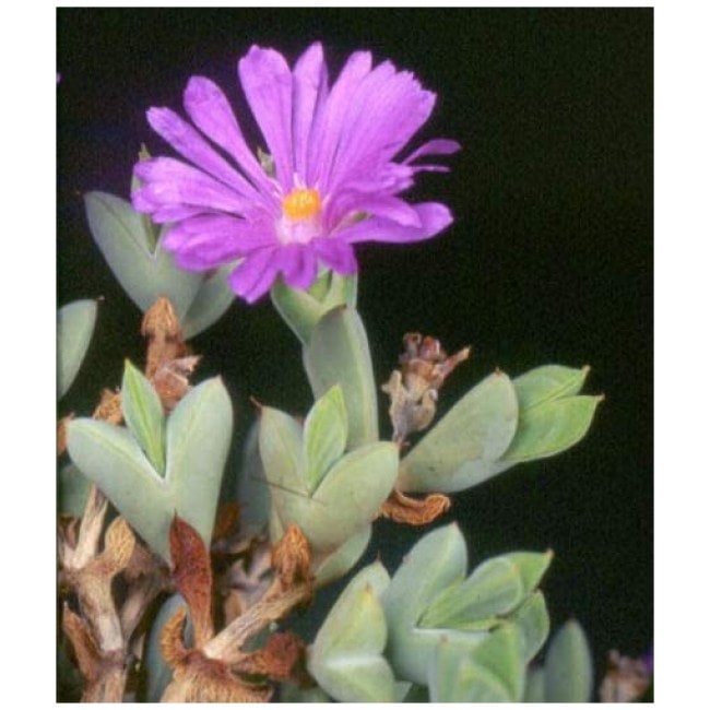 Braunsia Apiculata Rare Mesembryanthemum Exotic Succulent Mesembs Seed jocad (50 Seeds)