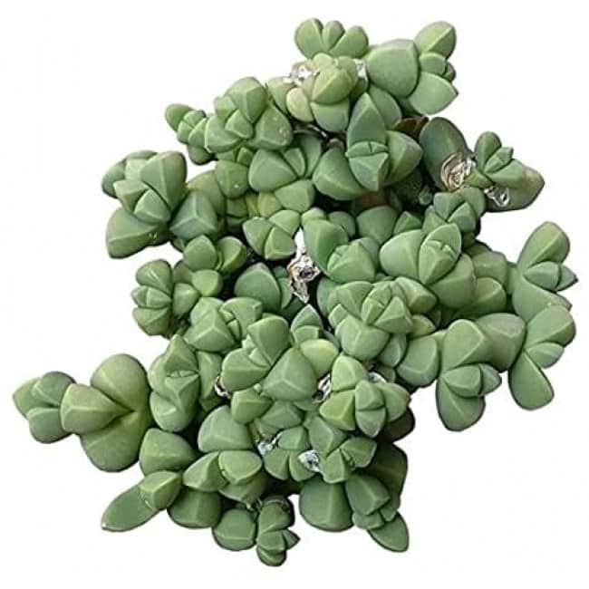 Corpuscularia lehmannii – Ice Plant Astridia Velutina Brocade (2'' + Clay Pot)