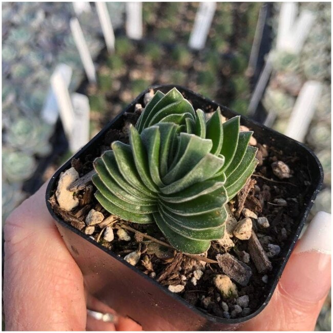 Crassula 'Buddha's Temple' 2"