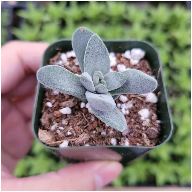 Crassula cephalophora