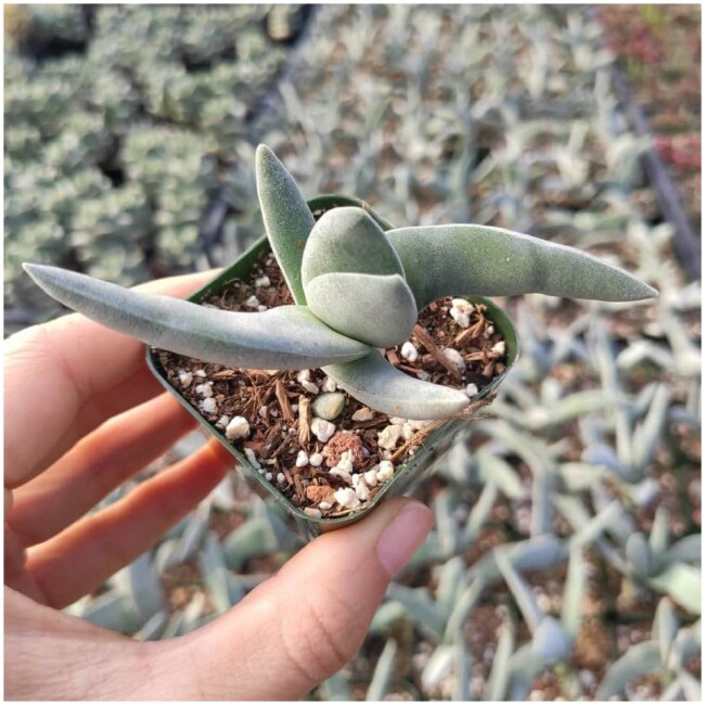 Crassula falcata 'Propeller Plant'