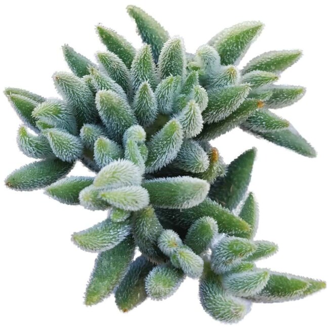 Crassula Mesembryanthemoides