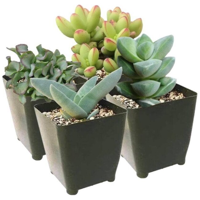 Crassula Succulent Pack