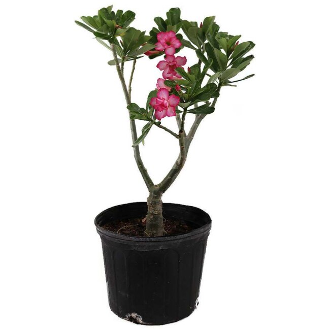 Desert Rose, Adenium Obesum, 10" Pot, Large Flowering Plant for Indoors or Outdoors.