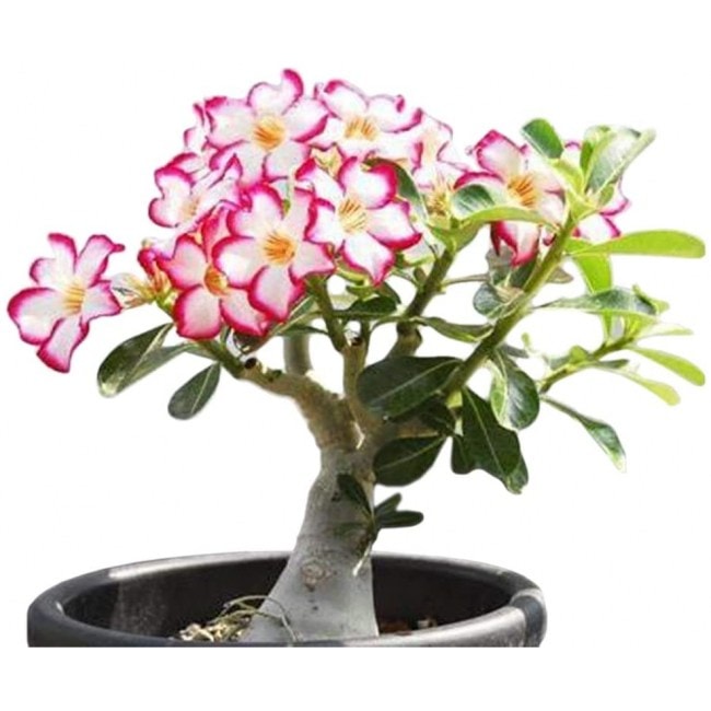 Desert Rose, Adenium Obesum one Year Plant , Baby Size Bonsai Caudex from Lankui (1 Rose)