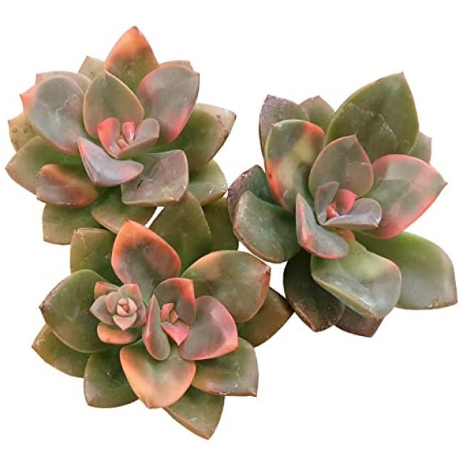 Echeveria Chroma 2"