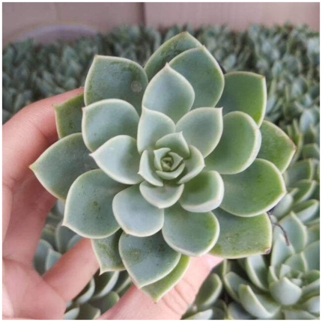 Echeveria 'Pansy'