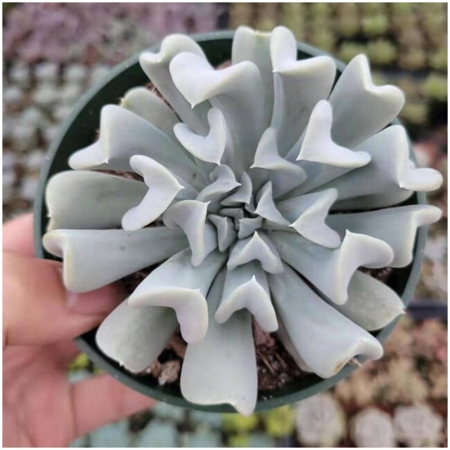 Echeveria runyonii 'Topsy Turvy'