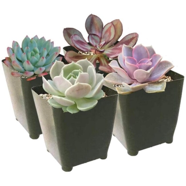 Echeveria Succulent Pack