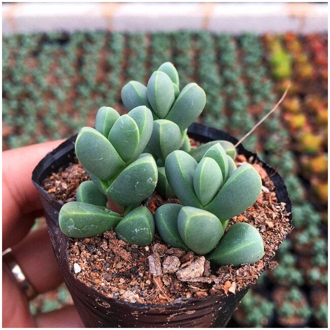 Exotic Rare Live Succulent Plant - Astridia velutina (L.Bolus) Dinter