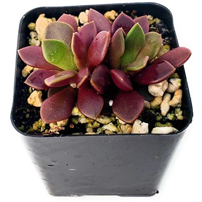 Fat Plants San Diego Living Indoor Succulents and Cactus Rooted in Plastic Planters with Soil (2.5, Purple anacampseros)